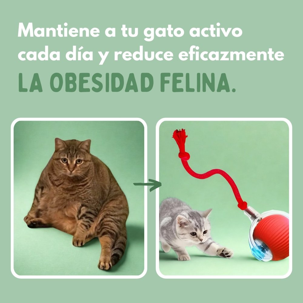 Pelota Mágica para Gatos